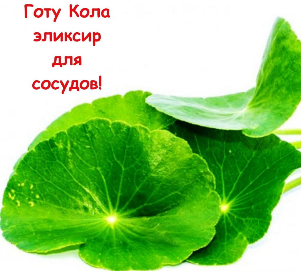 Готу Кола: полезные свойства растения и применение