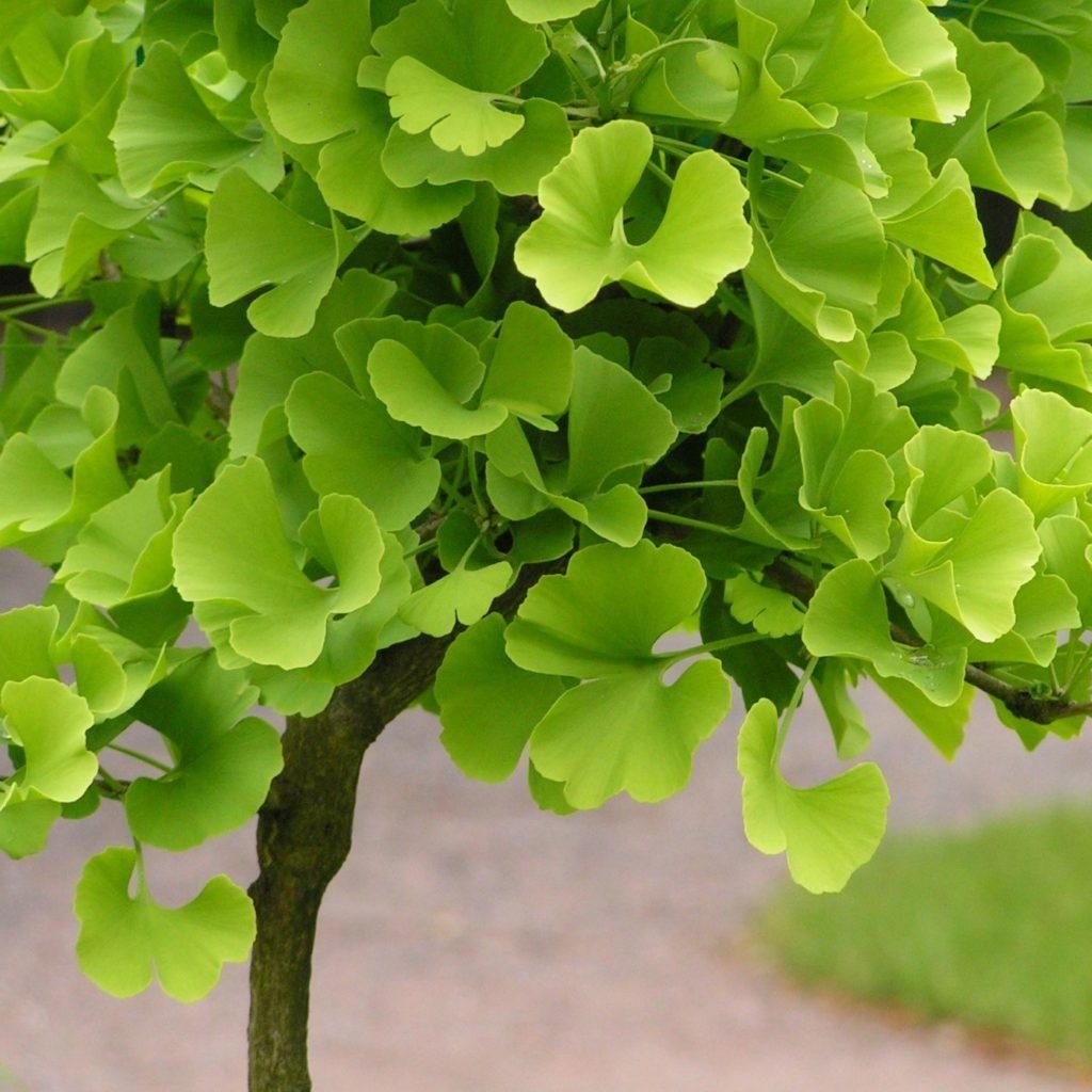 Гинкго Билоба: применение и полезные свойства