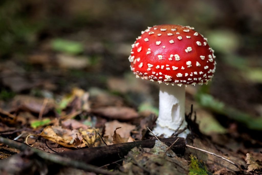 Мухомор красный: употребление сушеного Amanita Muscaria - польза и вред для человека