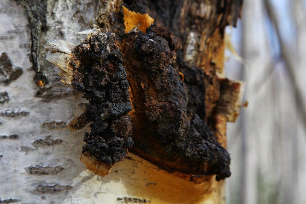 Чага: лечебные полезные свойства, что такое березовая чага - применение и противопоказания