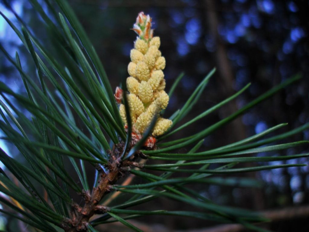 Пыльца сосны: лечебные свойства - как принимать сосновую пыльцу, чем полезна