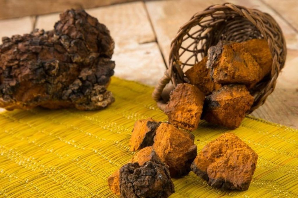 Чага: лечебные полезные свойства, что такое березовая чага - применение и противопоказания