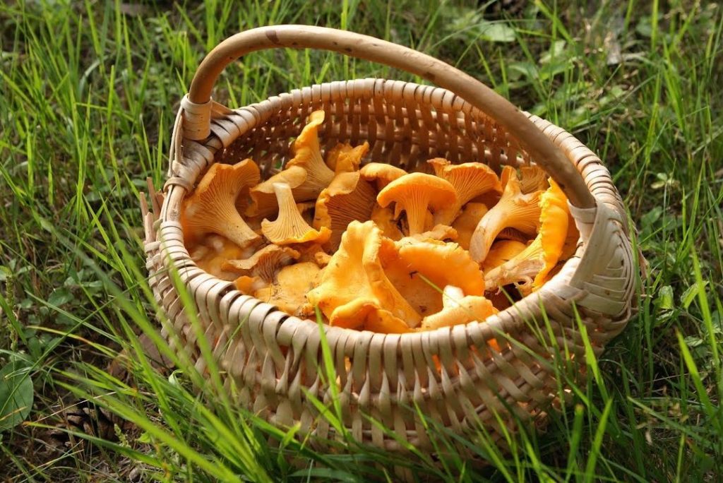 Сушеные лисички: польза грибов лисичек, как употреблять сухие лисички