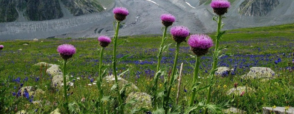 Левзея сафлоровидная: Маралий корень - свойства и применение