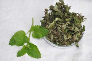 Мелисса трава  4:1 50гр фото