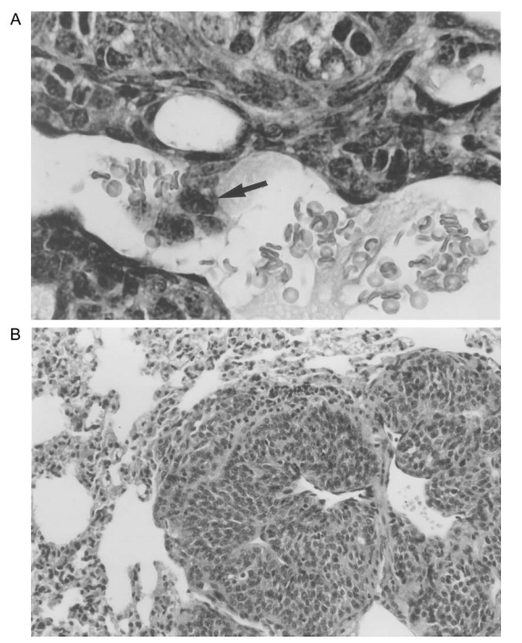 Пептид Эпиталон – передовой «антиэйджинг» препарат, средство для улучшения качества кожи, нормализации работы эндокринной системы, регуляции циркадных ритмов и повышения иммунитета.
