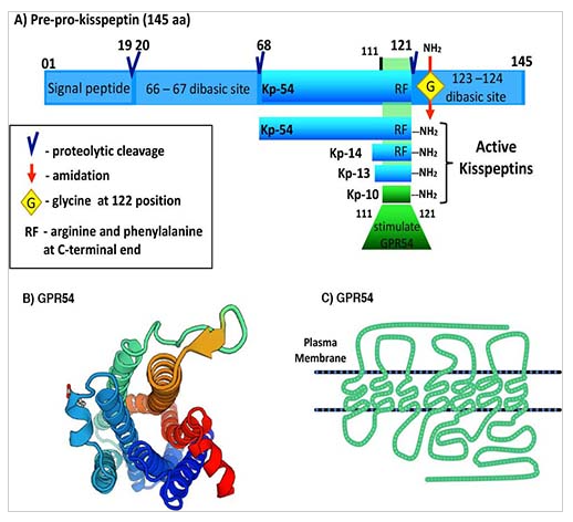 Киссептин-10 – препарат для регуляции репродуктивной функции, терапии гормональных нарушений и улучшения состояния при бесплодии.