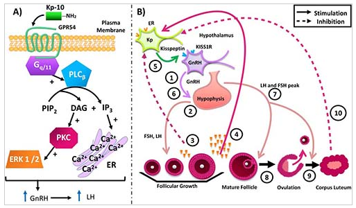 Киссептин-10 – препарат для регуляции репродуктивной функции, терапии гормональных нарушений и улучшения состояния при бесплодии.