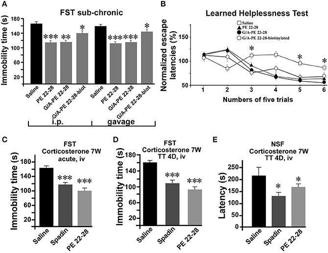 Пептид PE 22-28 – передовой «антидепрессант», средство для улучшения когнитивных функций, регуляции нервной системы и повышения стрессоустойчивости.