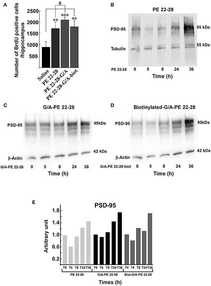 Пептид PE 22-28 – передовой «антидепрессант», средство для улучшения когнитивных функций, регуляции нервной системы и повышения стрессоустойчивости.