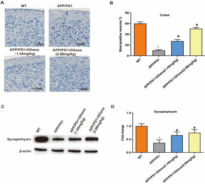 DIHEXA - революционный пептид, предназначенный для улучшения когнитивных функций, восстановления нервных клеток, усиления нейропластичности и поддержки работы мозга.