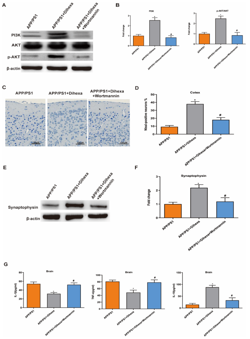 DIHEXA - революционный пептид, предназначенный для улучшения когнитивных функций, восстановления нервных клеток, усиления нейропластичности и поддержки работы мозга.