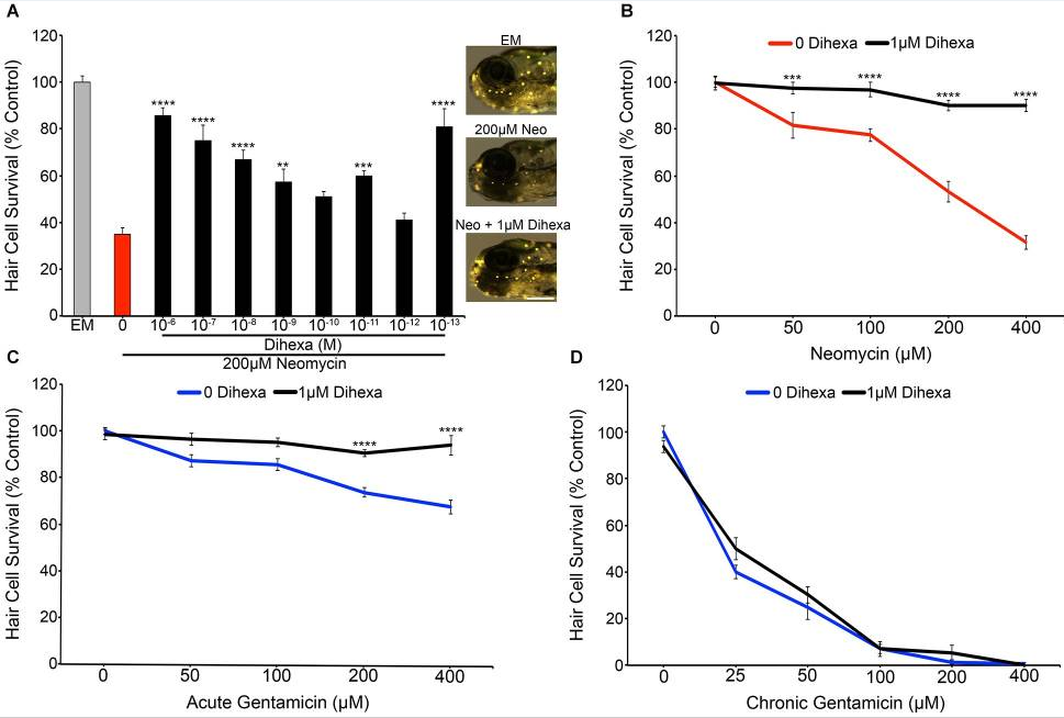 DIHEXA - революционный пептид, предназначенный для улучшения когнитивных функций, восстановления нервных клеток, усиления нейропластичности и поддержки работы мозга.