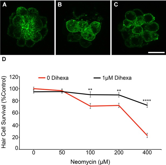 DIHEXA - революционный пептид, предназначенный для улучшения когнитивных функций, восстановления нервных клеток, усиления нейропластичности и поддержки работы мозга.